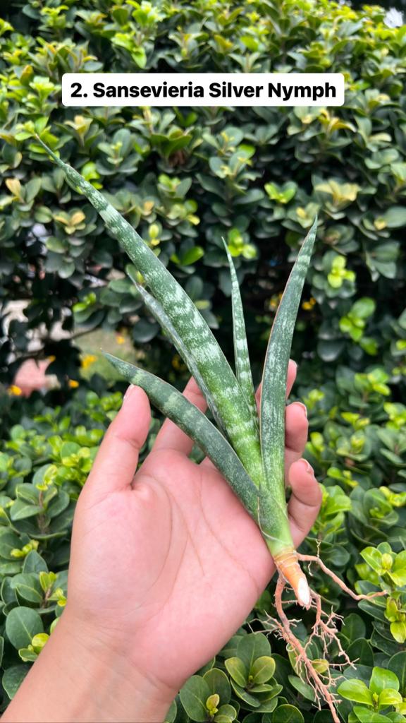 Sansevieria Combo Offer Of 6 (J)