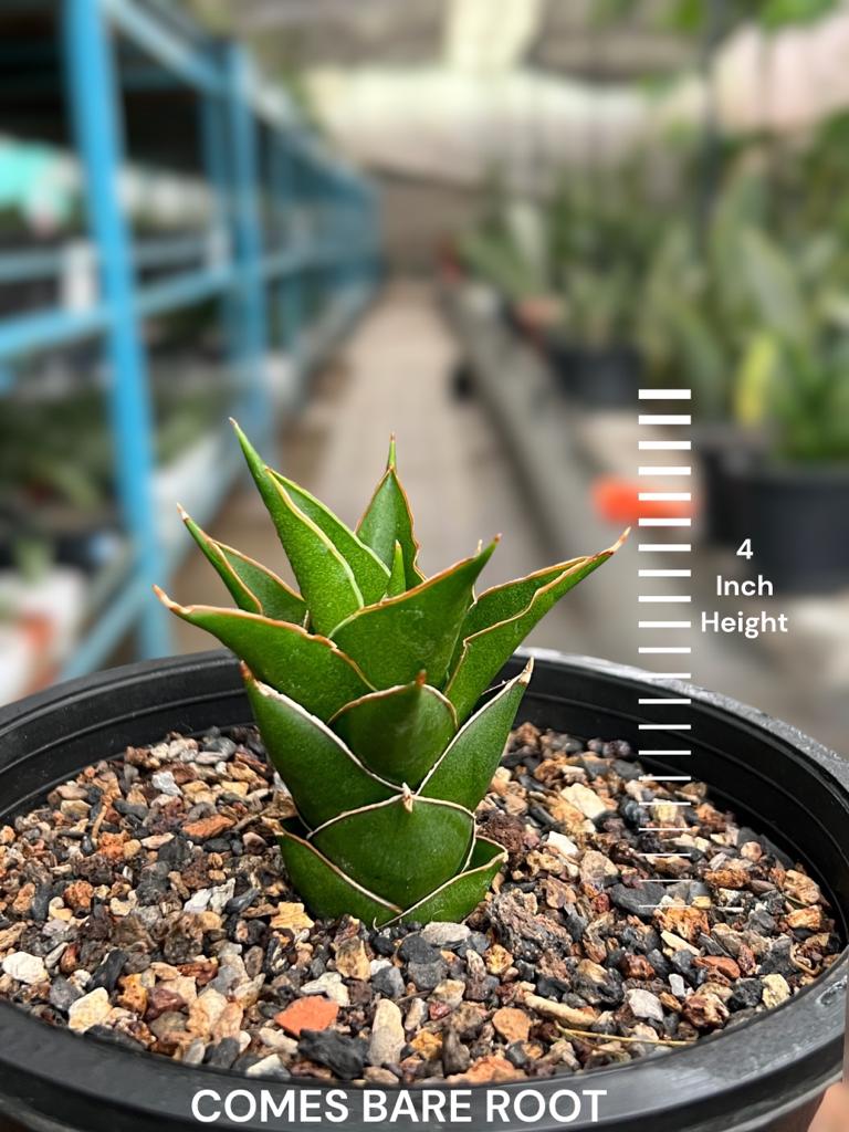 Sansevieria Hybrid 'Tower'