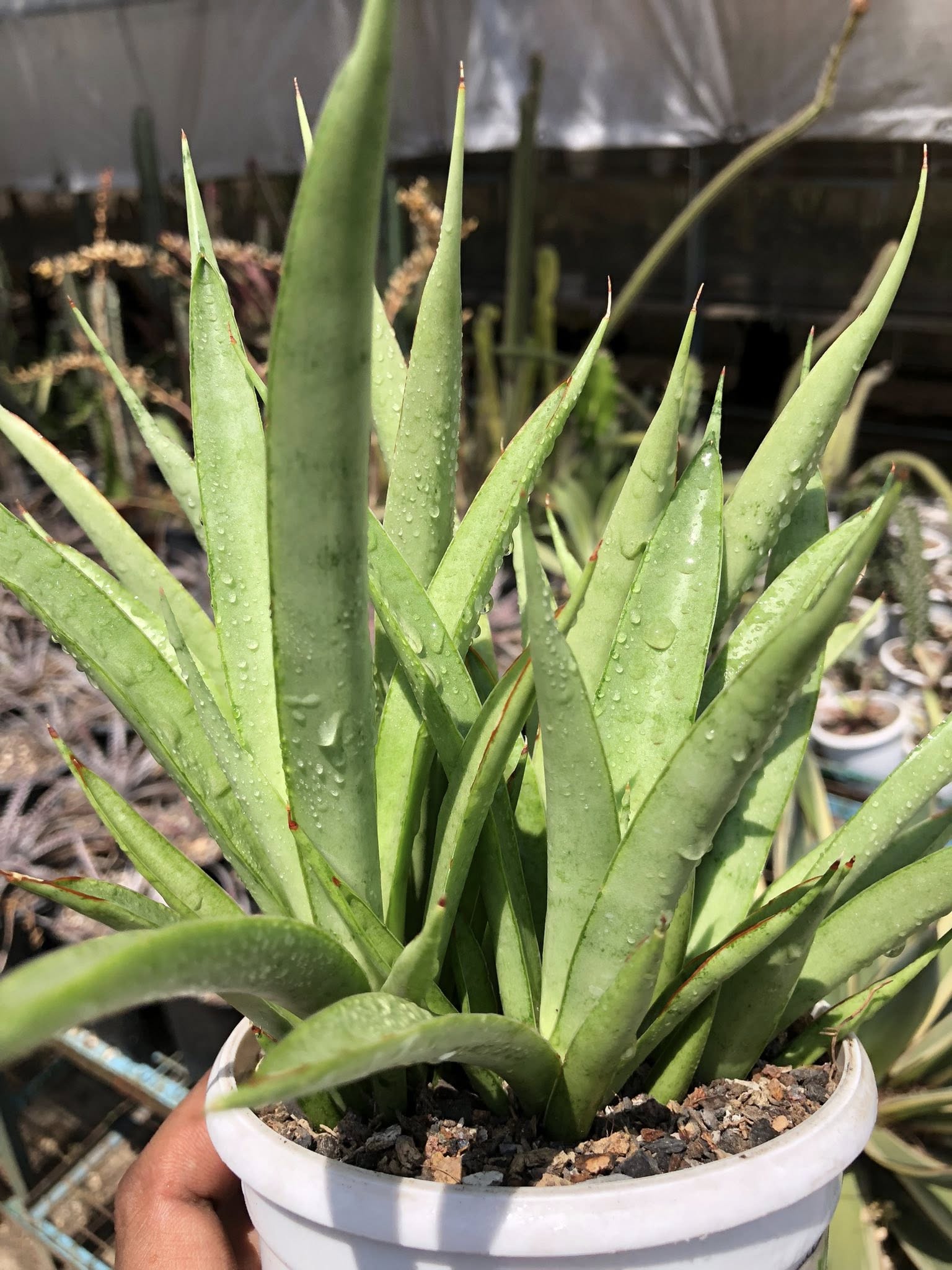 Sansevieria Stella (Clump of Five)
