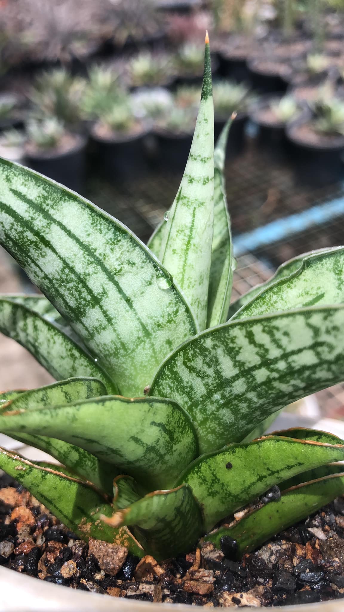 Sansevieria Irish Bella