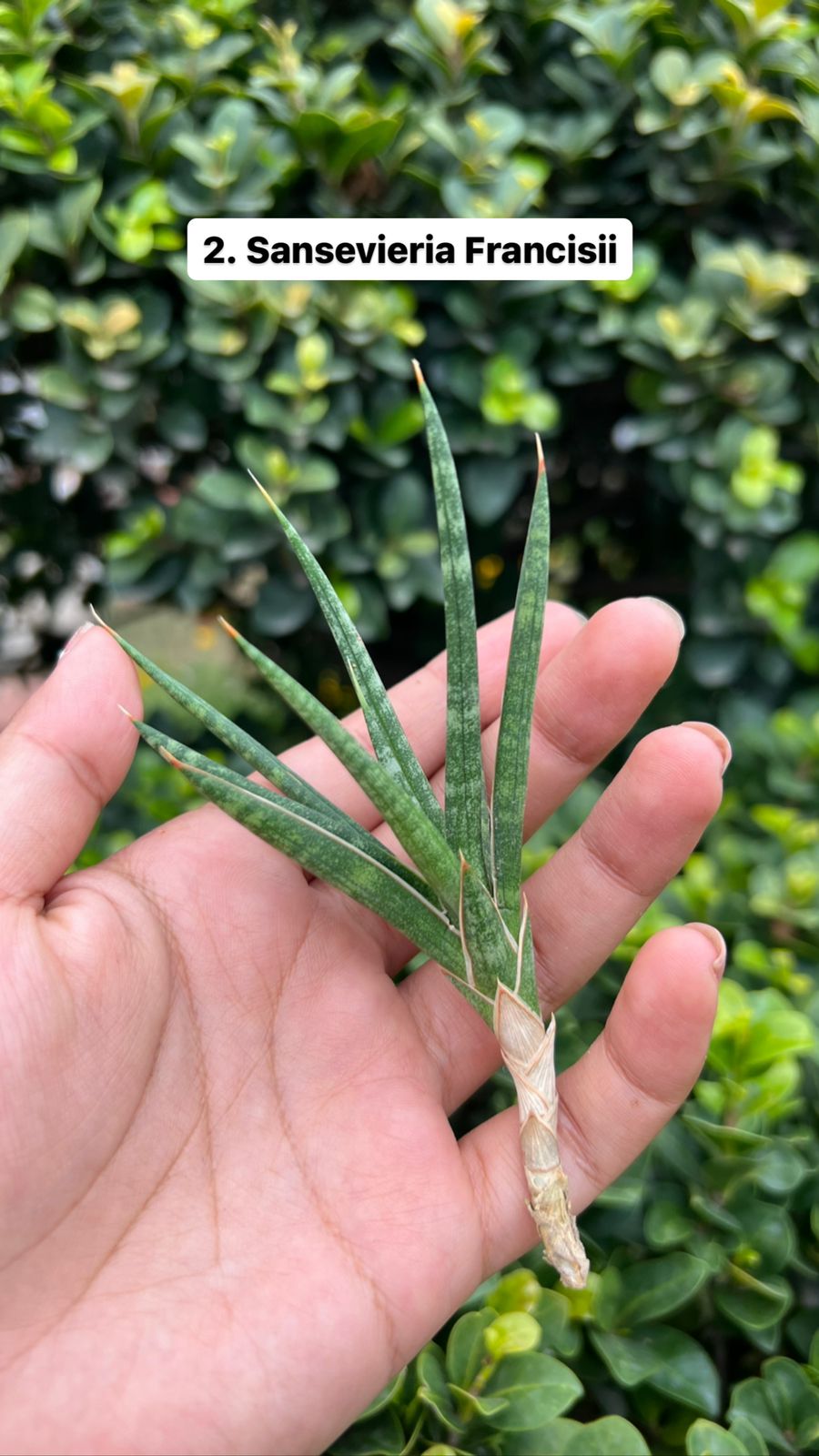 Sansevieria Combo Offer Of 4 (I)