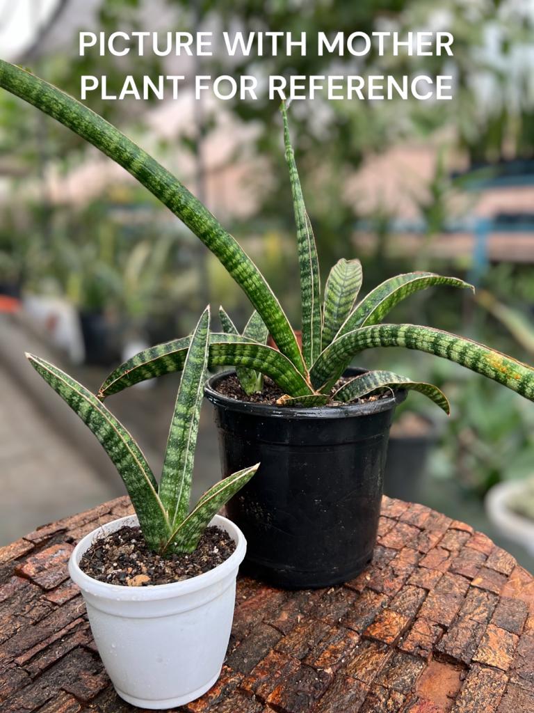 Sansevieria Ebracteata