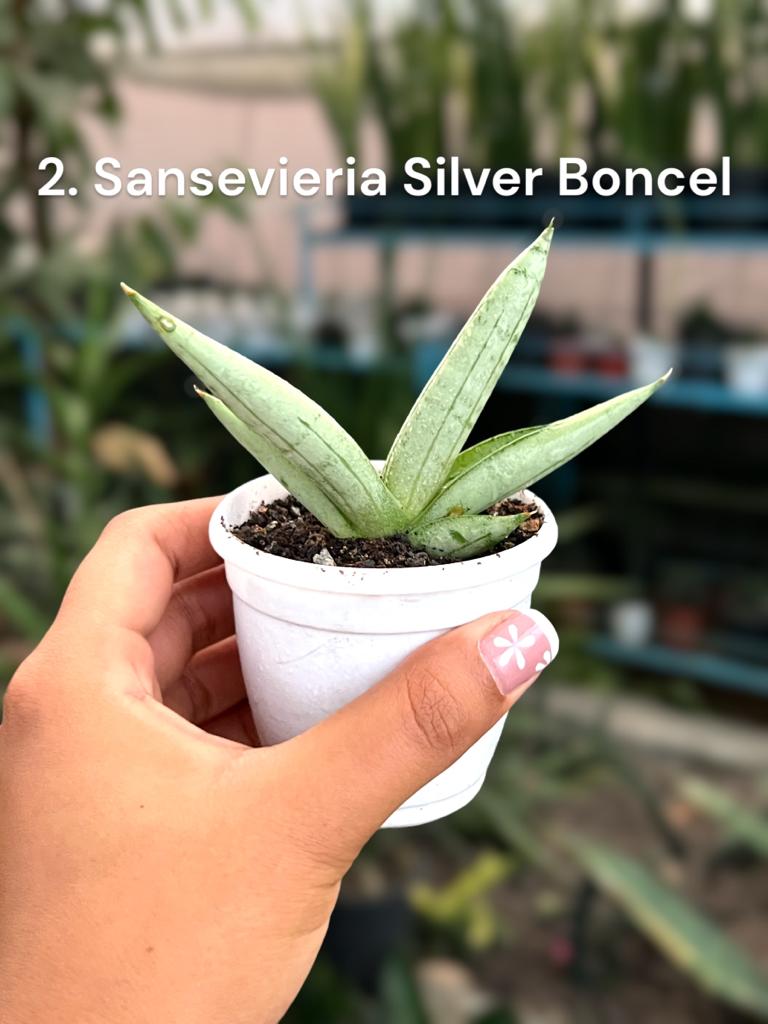 Sansevieria Combo #58 ( Four Plants)