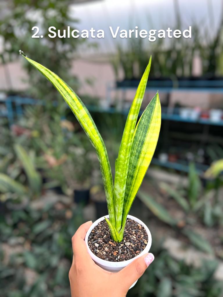Sansevieria Combo #61 (04 Plants)