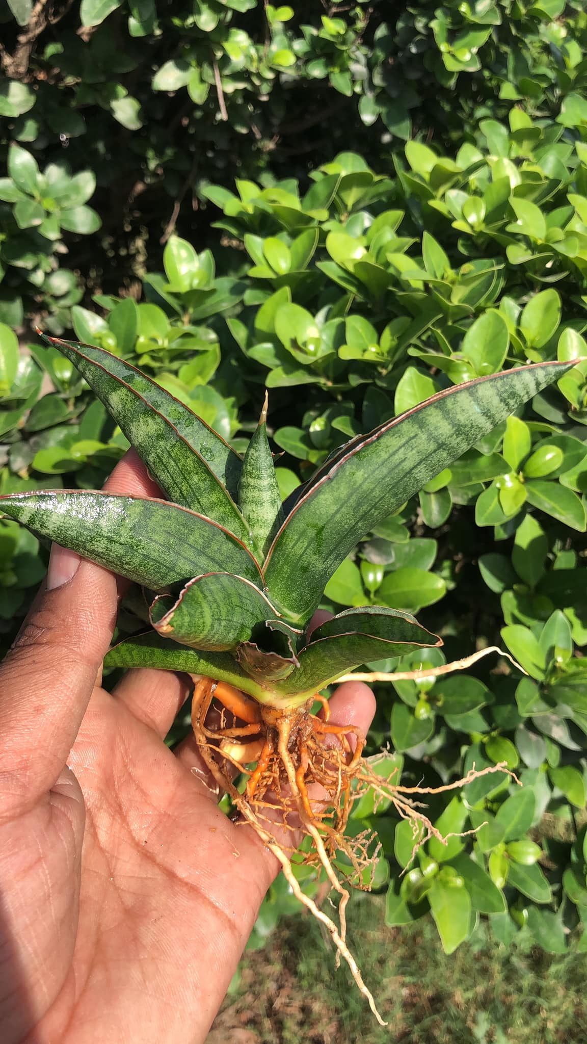 Sansevieria Argopuro with mature pup