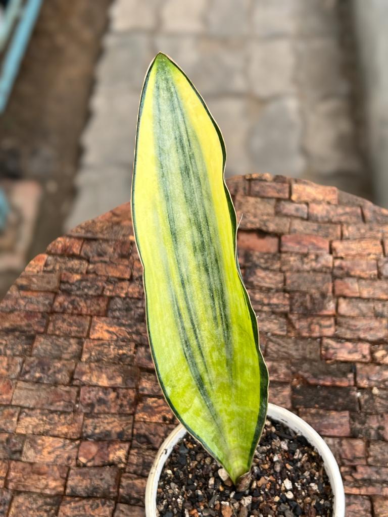 Sansevieria Masoniana White Variegated (Single Leaf)