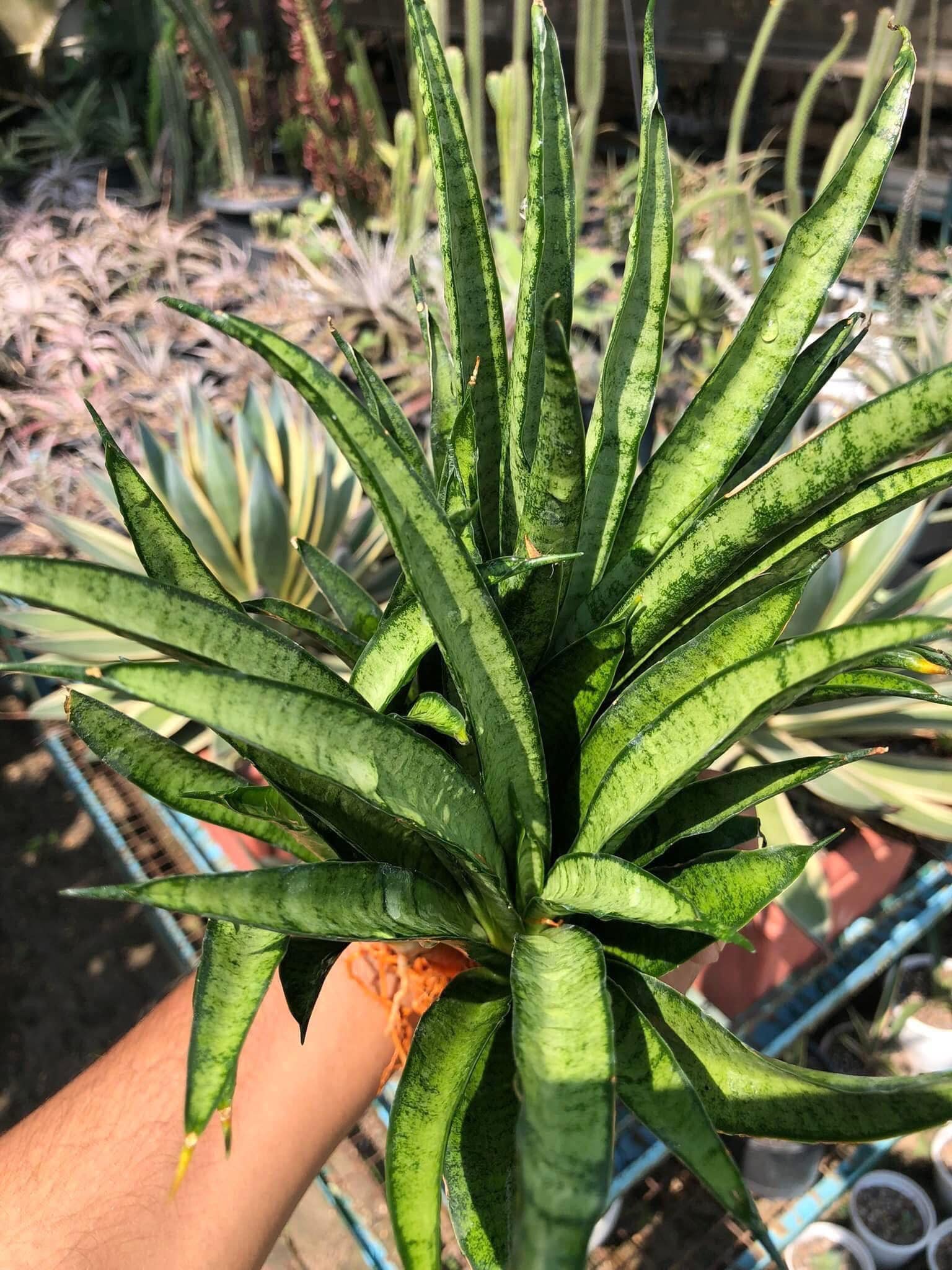 Sansevieria LILLIPUT (CLUMP of a Mother with Two Pups)