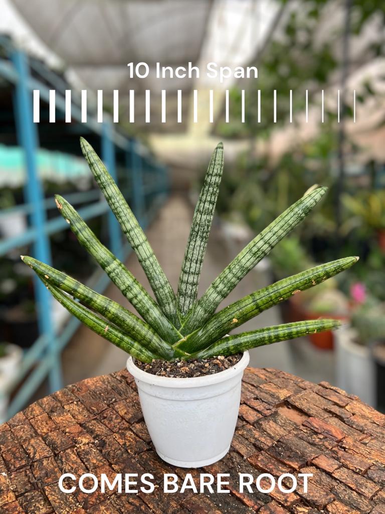 Sansevieria Boncel