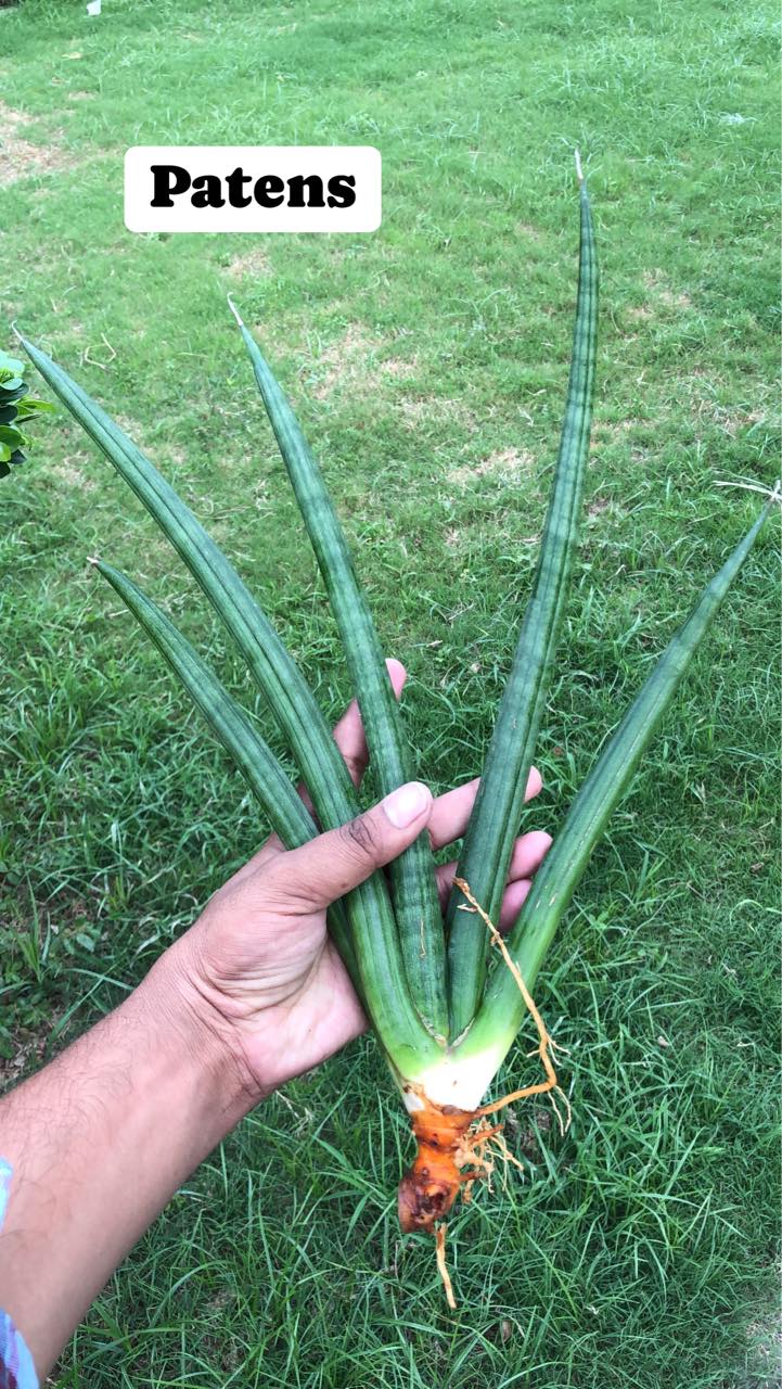 Sansevieria Combo #03 (Six Plants)