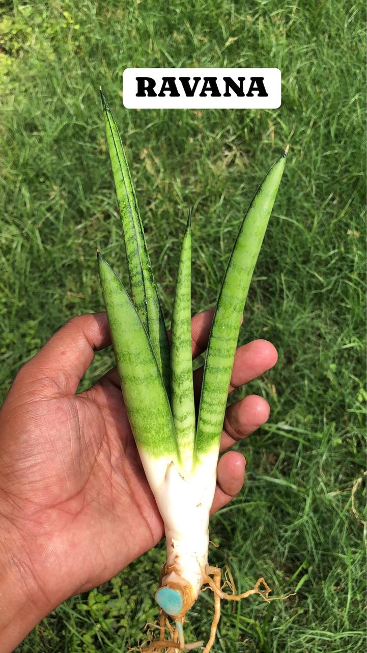 Sansevieria Combo #40 (Four Plants)