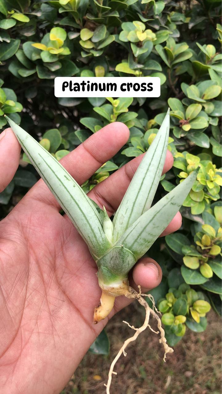 Combo #09 Sansevieria (of seven Plants)