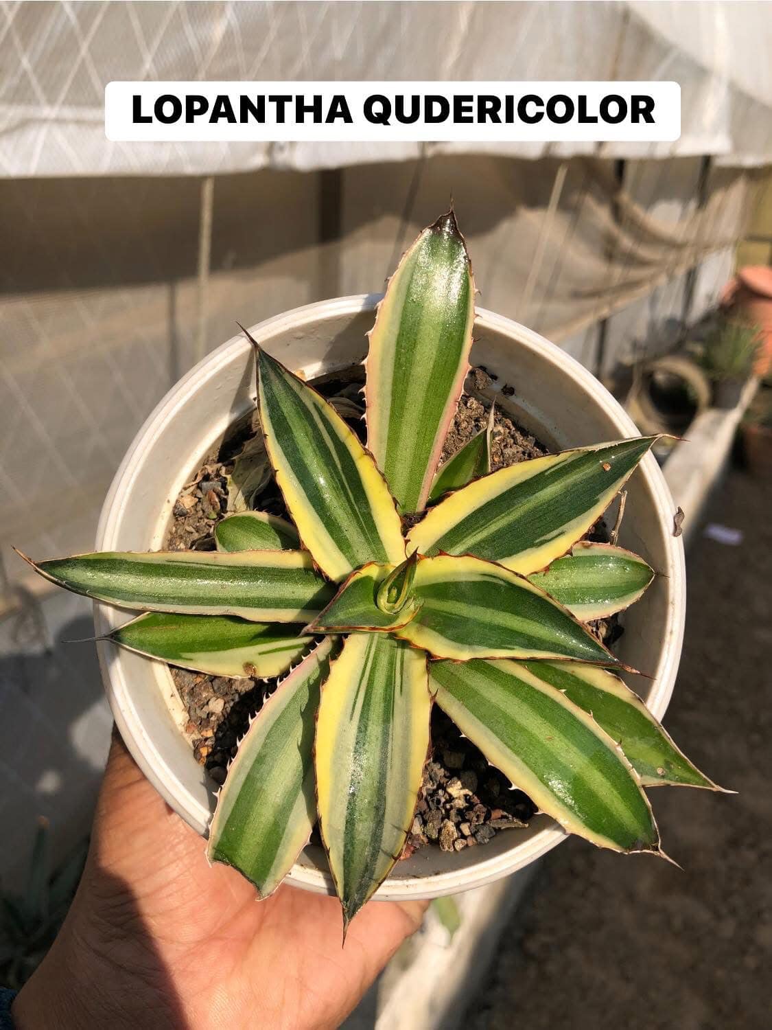 Agaves/Mangave Combo #121 (nine plants)