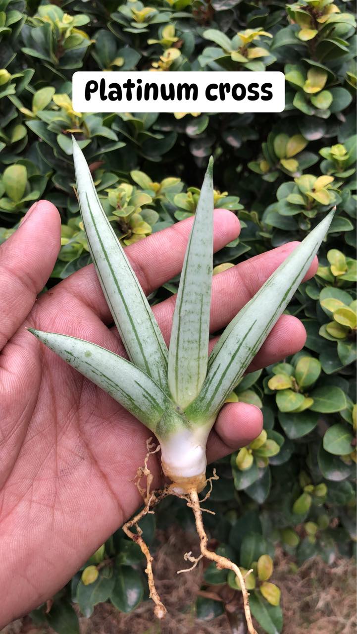 Sansevieria Combo #08 of four plants