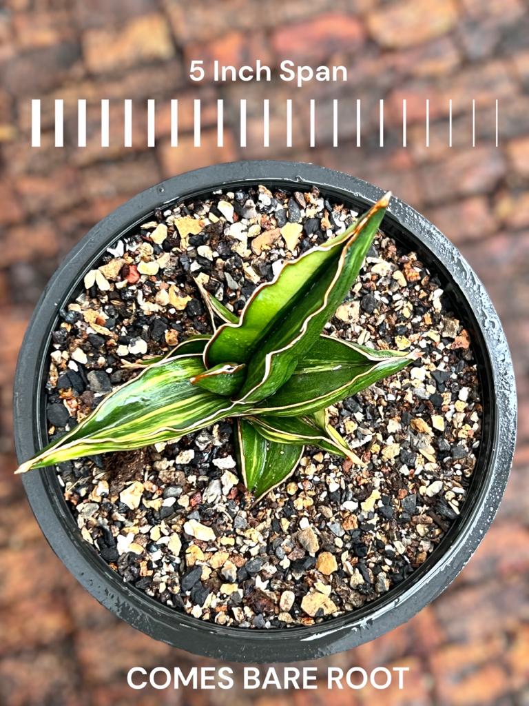 Sansevieria Samurai Variegated (B)