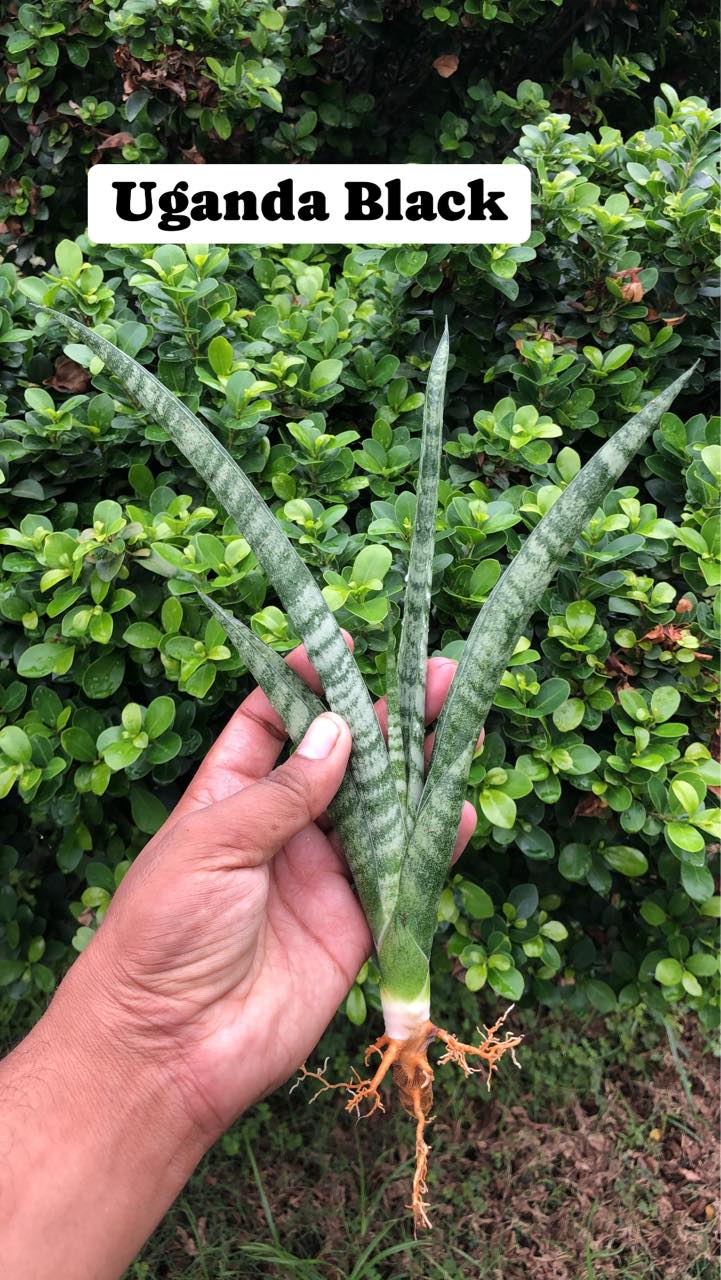 Sansevieria Combo #01 (Six Hybrids)