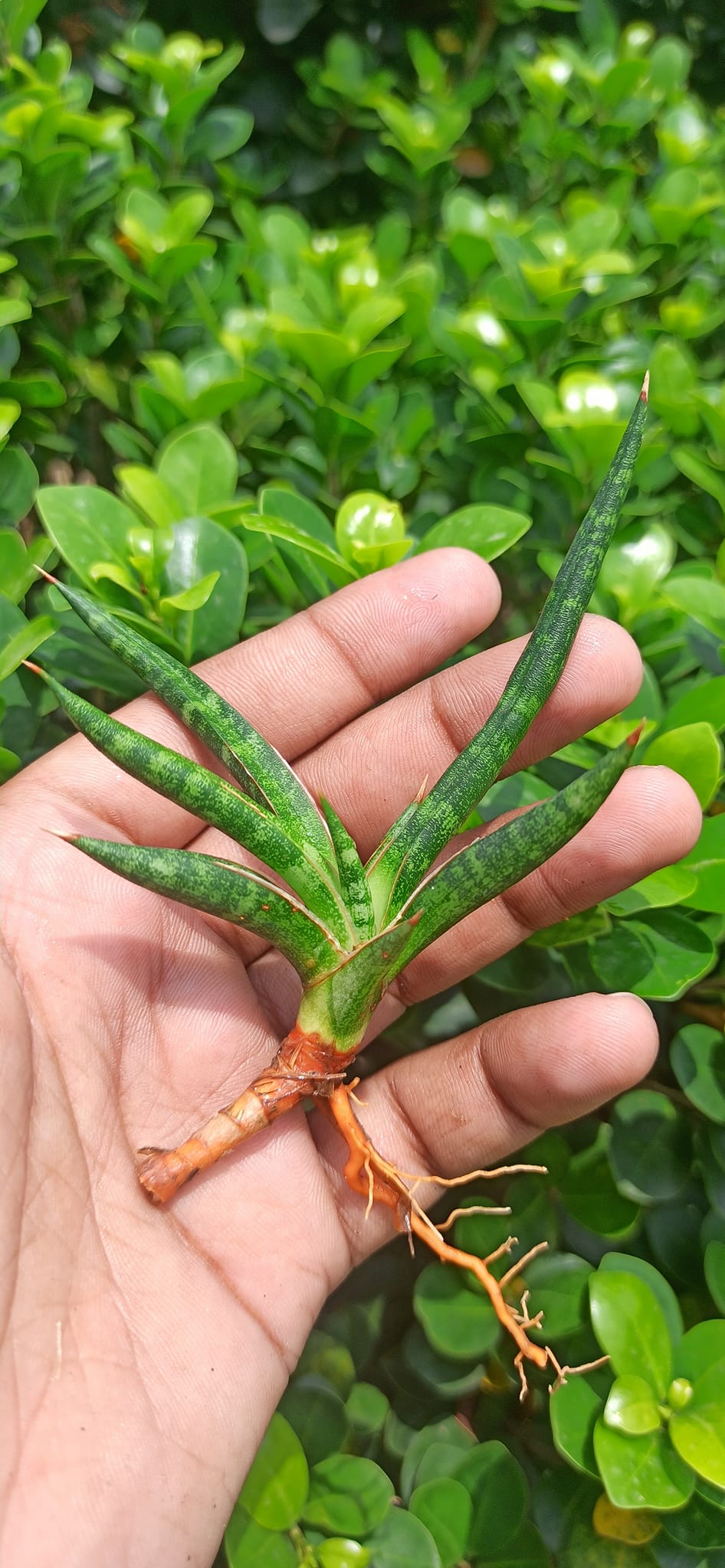 Sansevieria Combo Offer Of 3 (S)