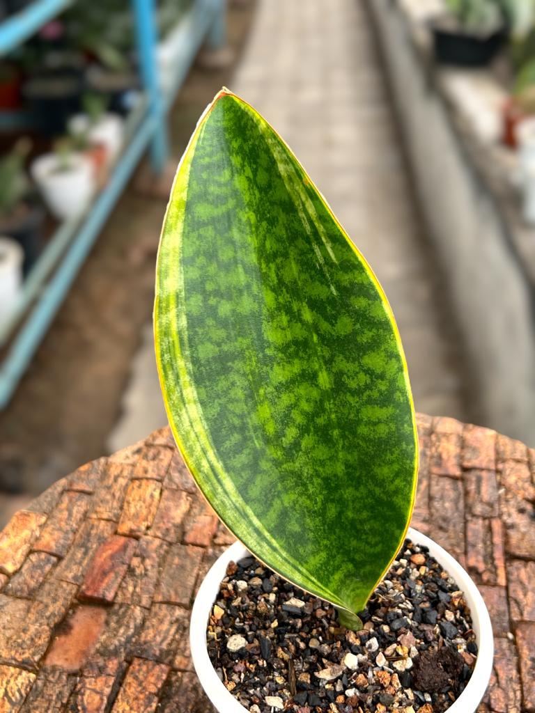 Sansevieria Whale fin Yellow Border (Single Leaf)