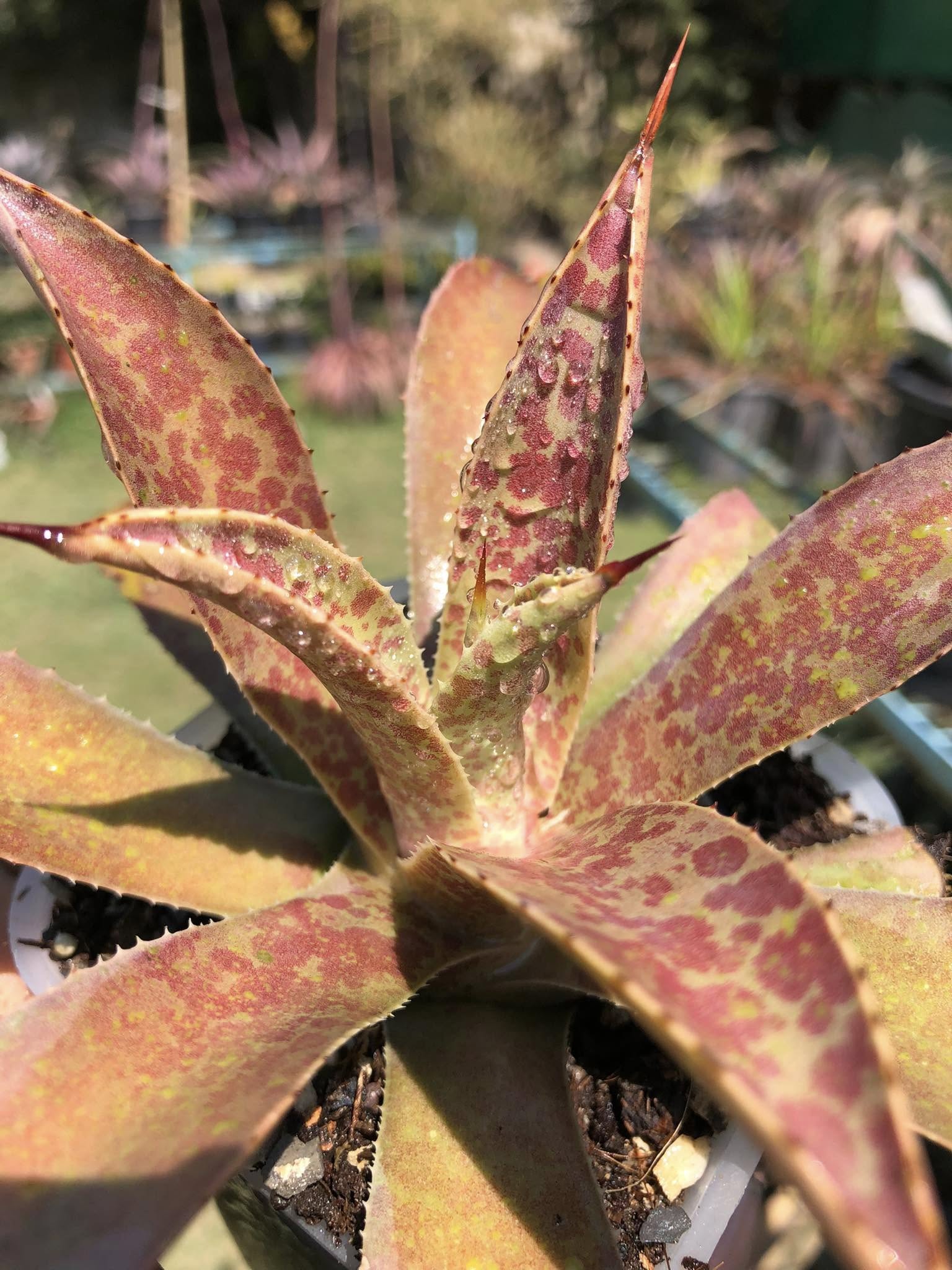 MANGAVE DESMETTIANA x BLOODSPOT