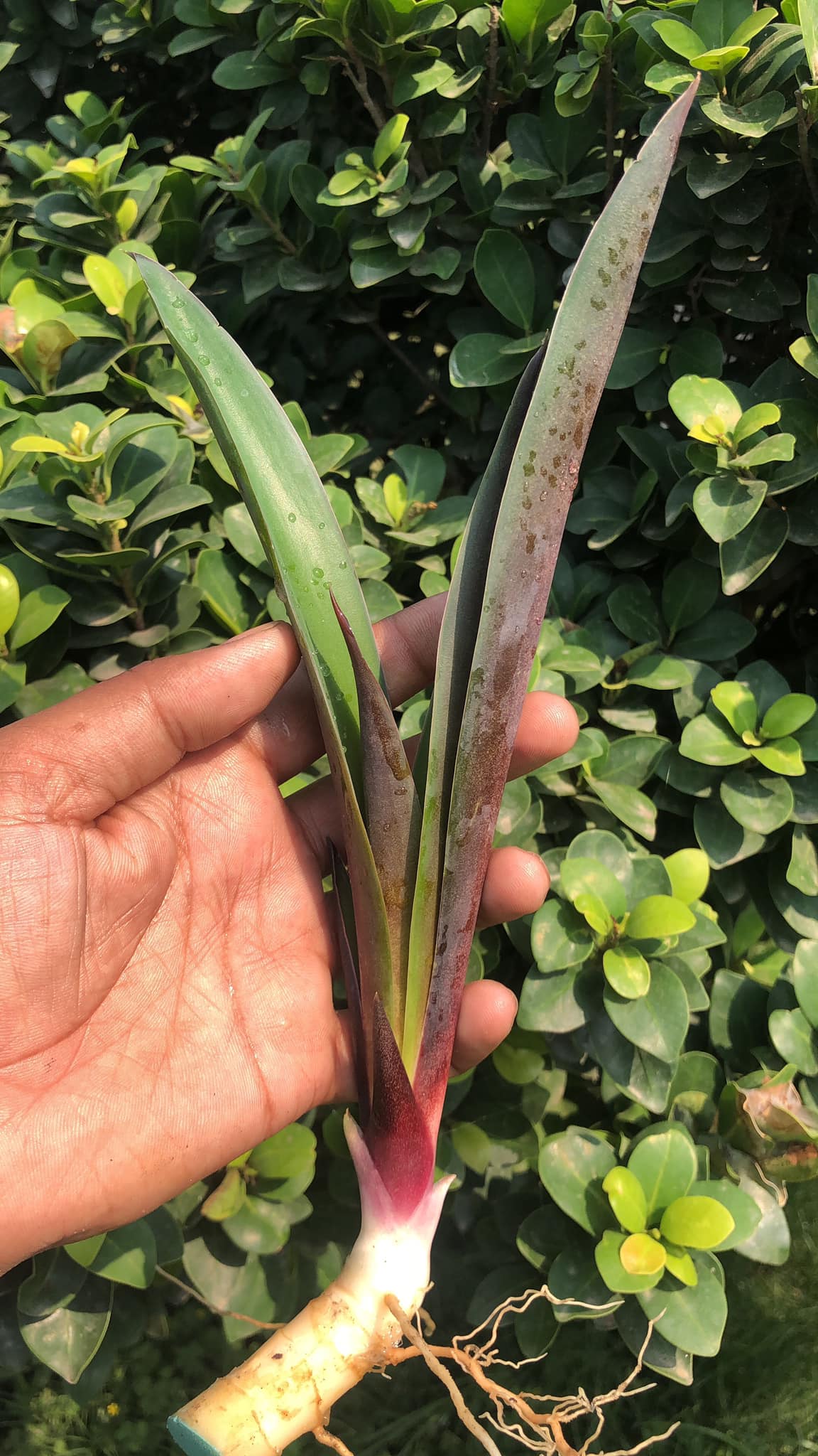 Sansevieria Violet
