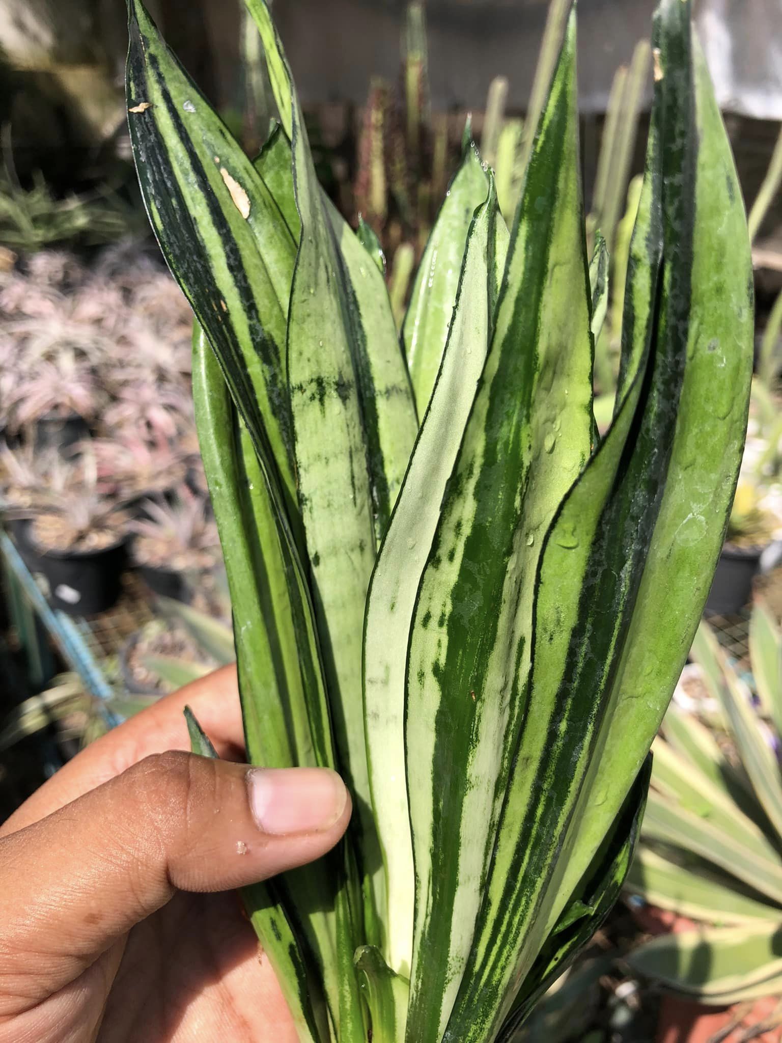 Sansevieria BRAZILLIAN MOONSHINE
