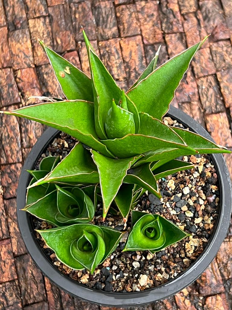 Sansevieria Hybrid 'Tower' pup