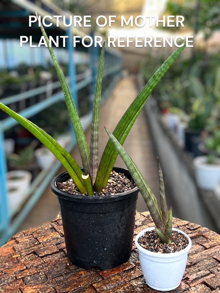 Sansevieria 'Pink Cell'