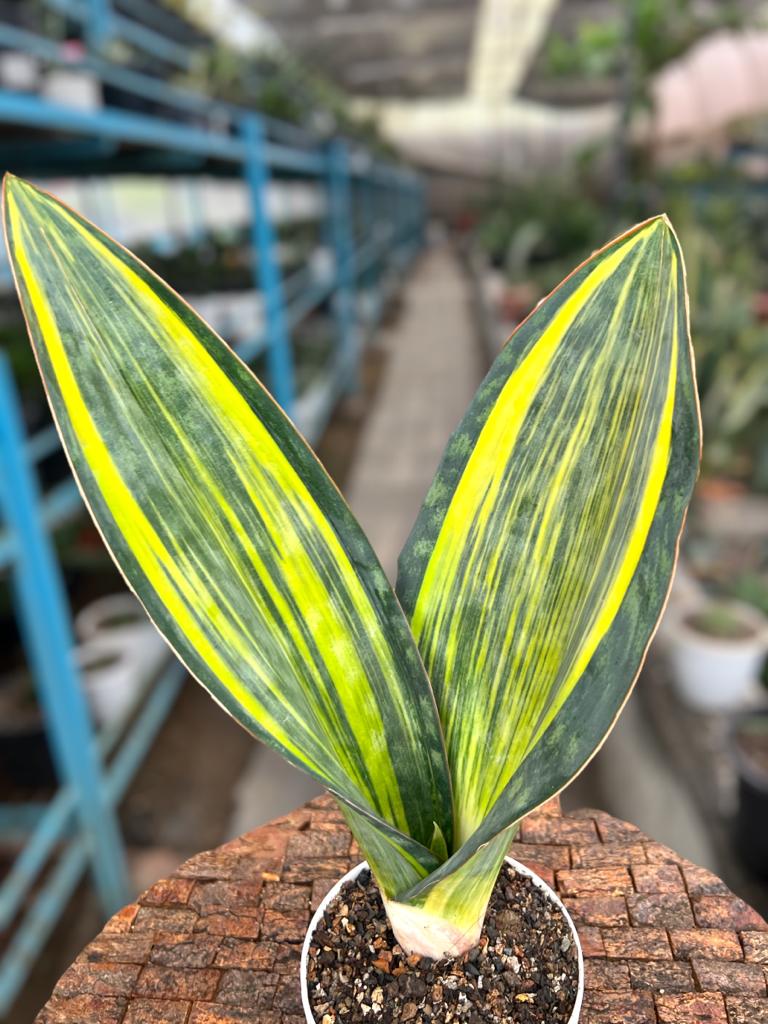 Sansevieria Masoniana Yellow Variegated (Tall Variety)