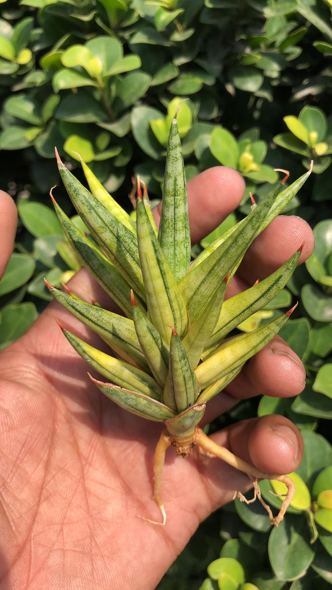 Sansevieria Francissi variegated