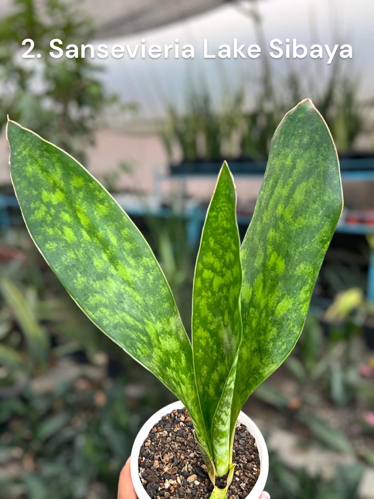 Sansevieria Combo #59 (Three Trifasciata)