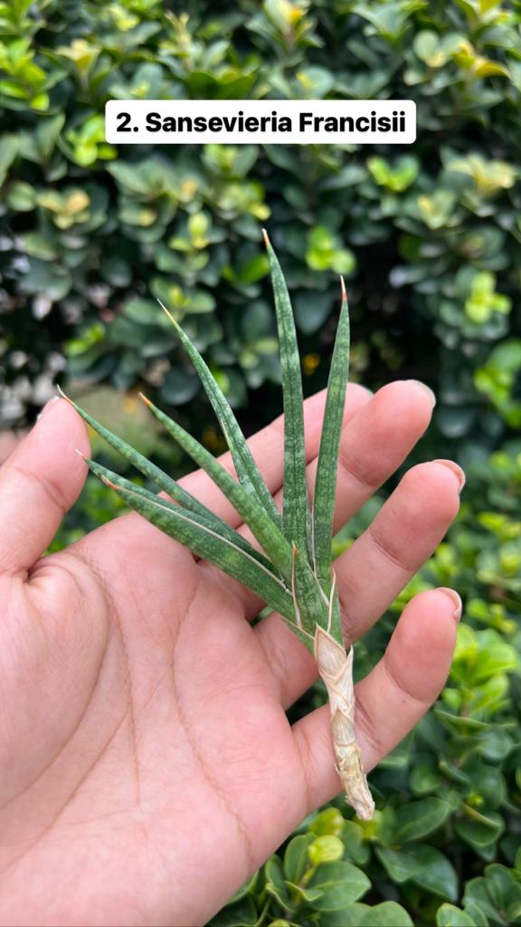 Sansevieria Combo Offer Of 6 (G)