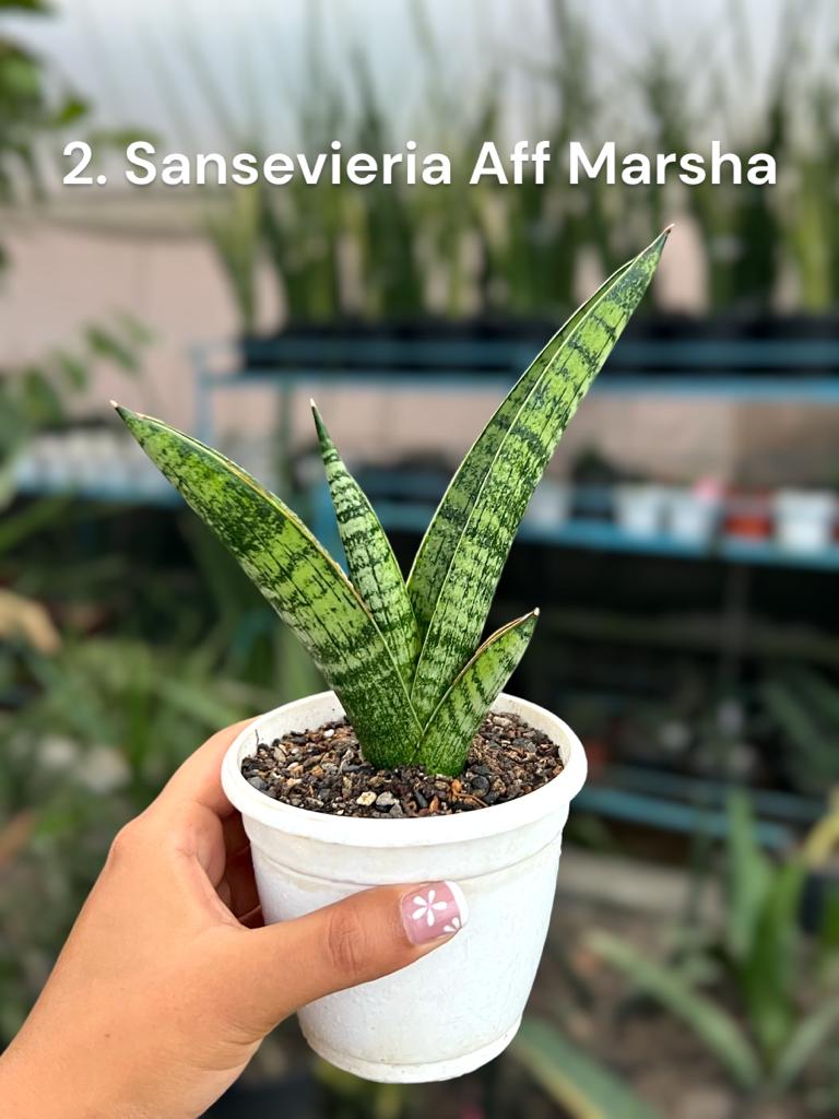 Sansevieria Combo #60 (Three Plants)