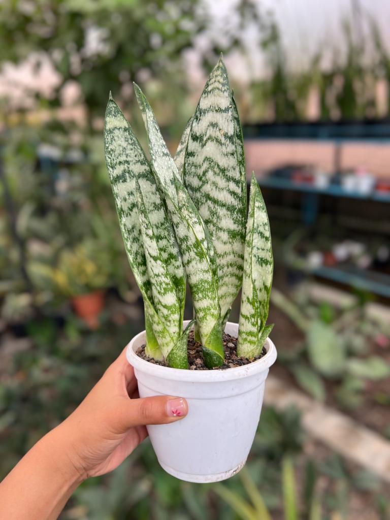 Sansevieria Trifaciata Robusta Clump
