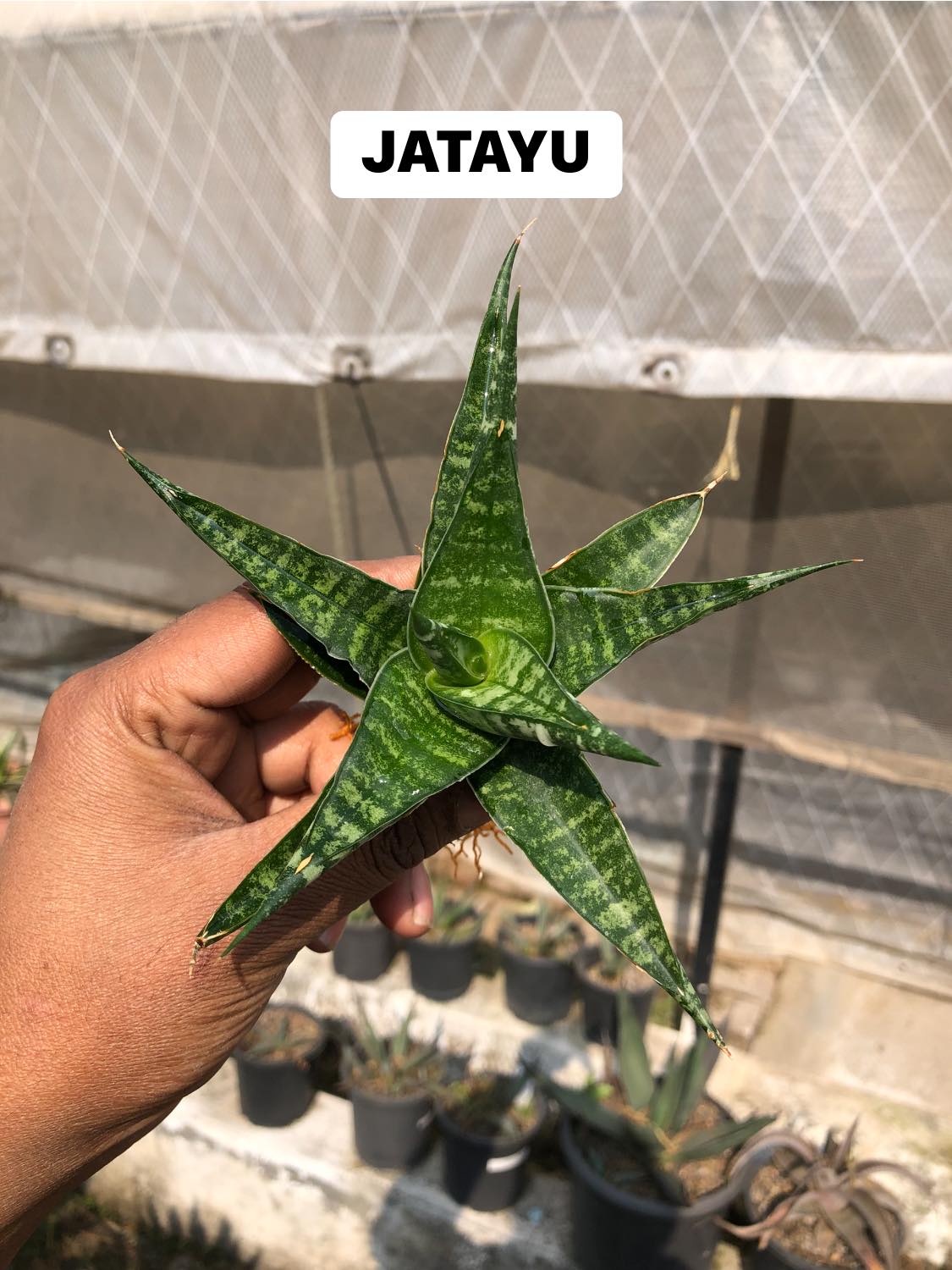 Sansevieria Combo #32 (Six Hybrids)