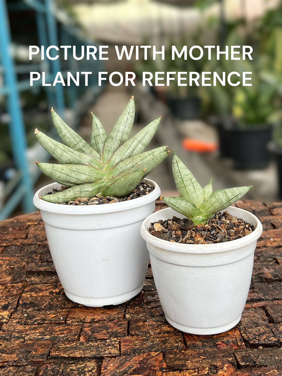 Sansevieria Hybrid 'Nilin' pup
