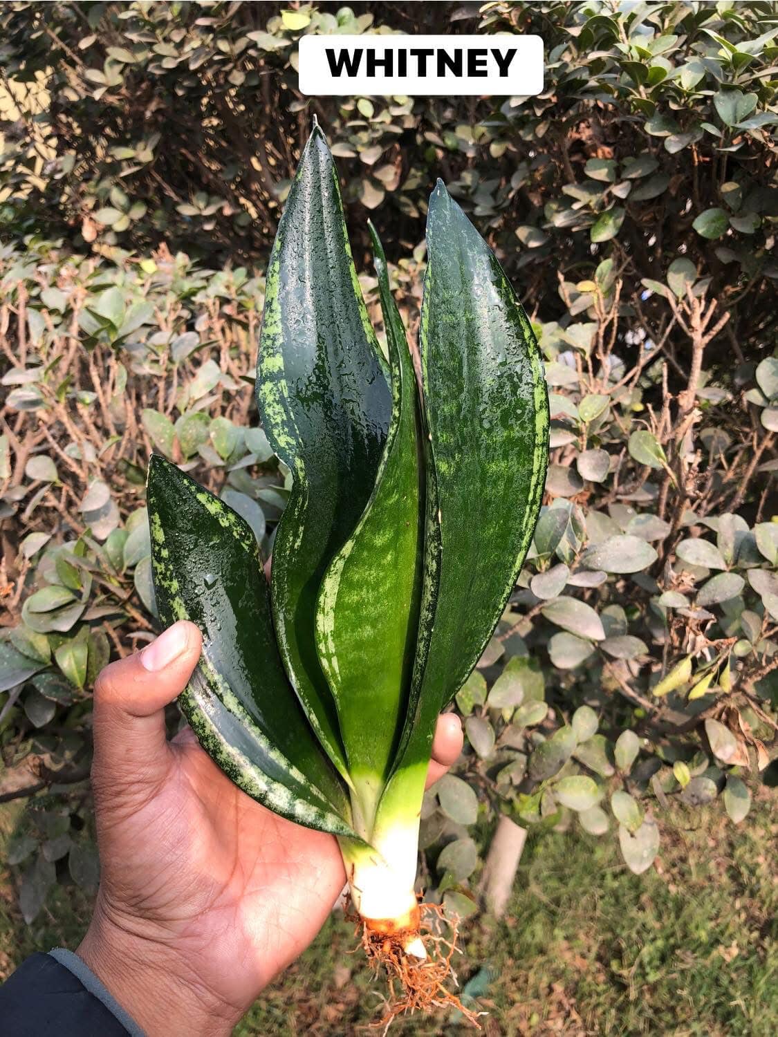 Sansevieria Combo #42 (Five Beautiful Trifasciata)