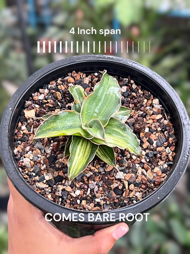 Sansevieria Blue Leaf Variegated (B)
