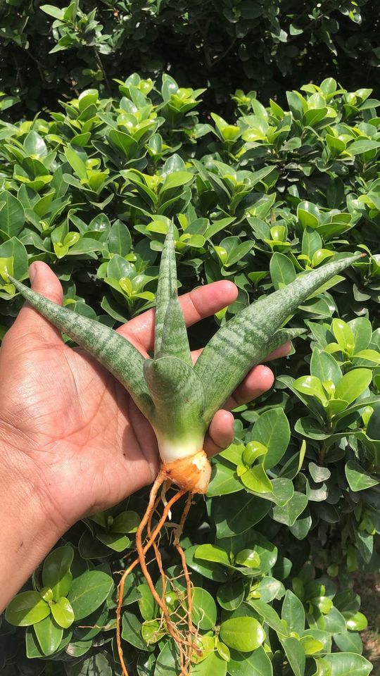 Sansevieria Fighter large Pup
