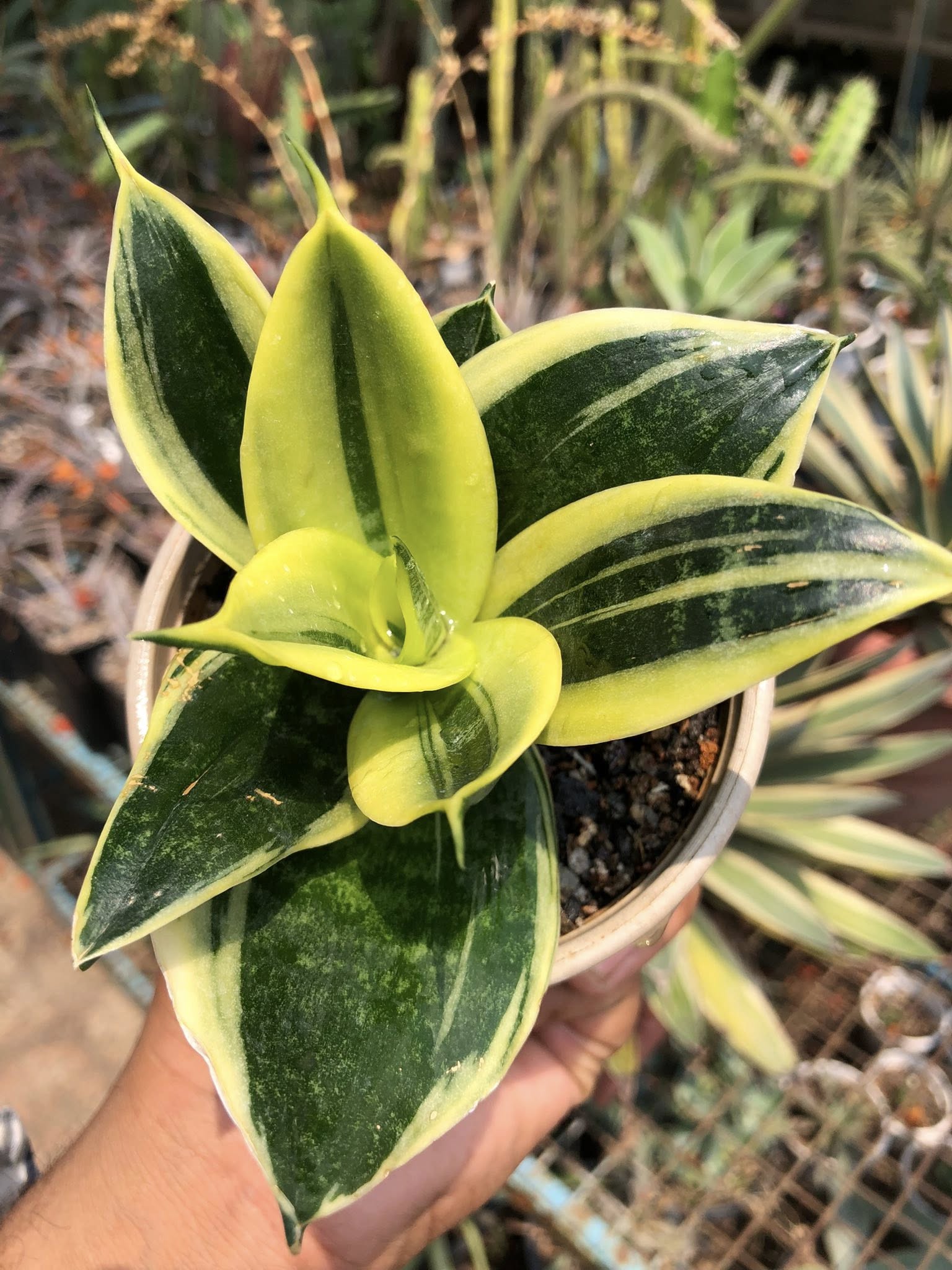 Sansevieria GOLDFLAME DWARF