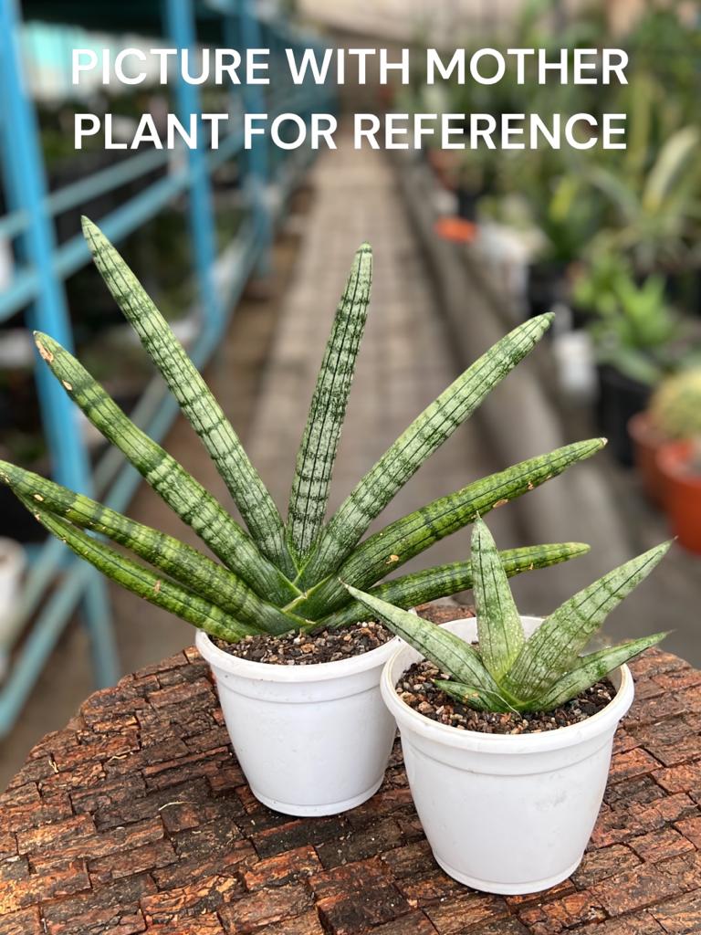 Sansevieria Boncel (Small)