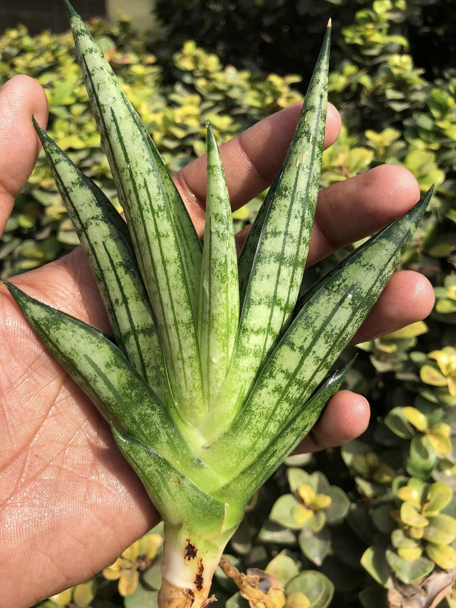 Sansevieria MANJHA