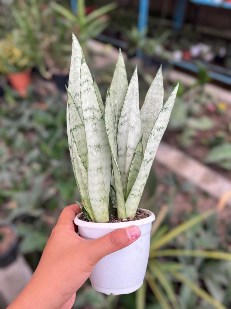 Sansevieria Silver Princess Clump