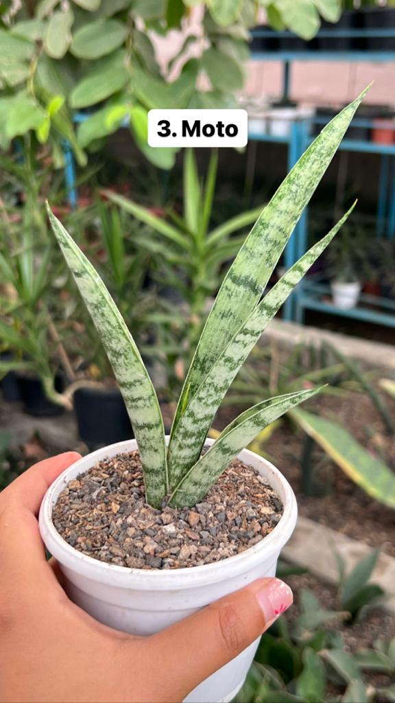 Sansevieria Combo Offer Of 6 (C)