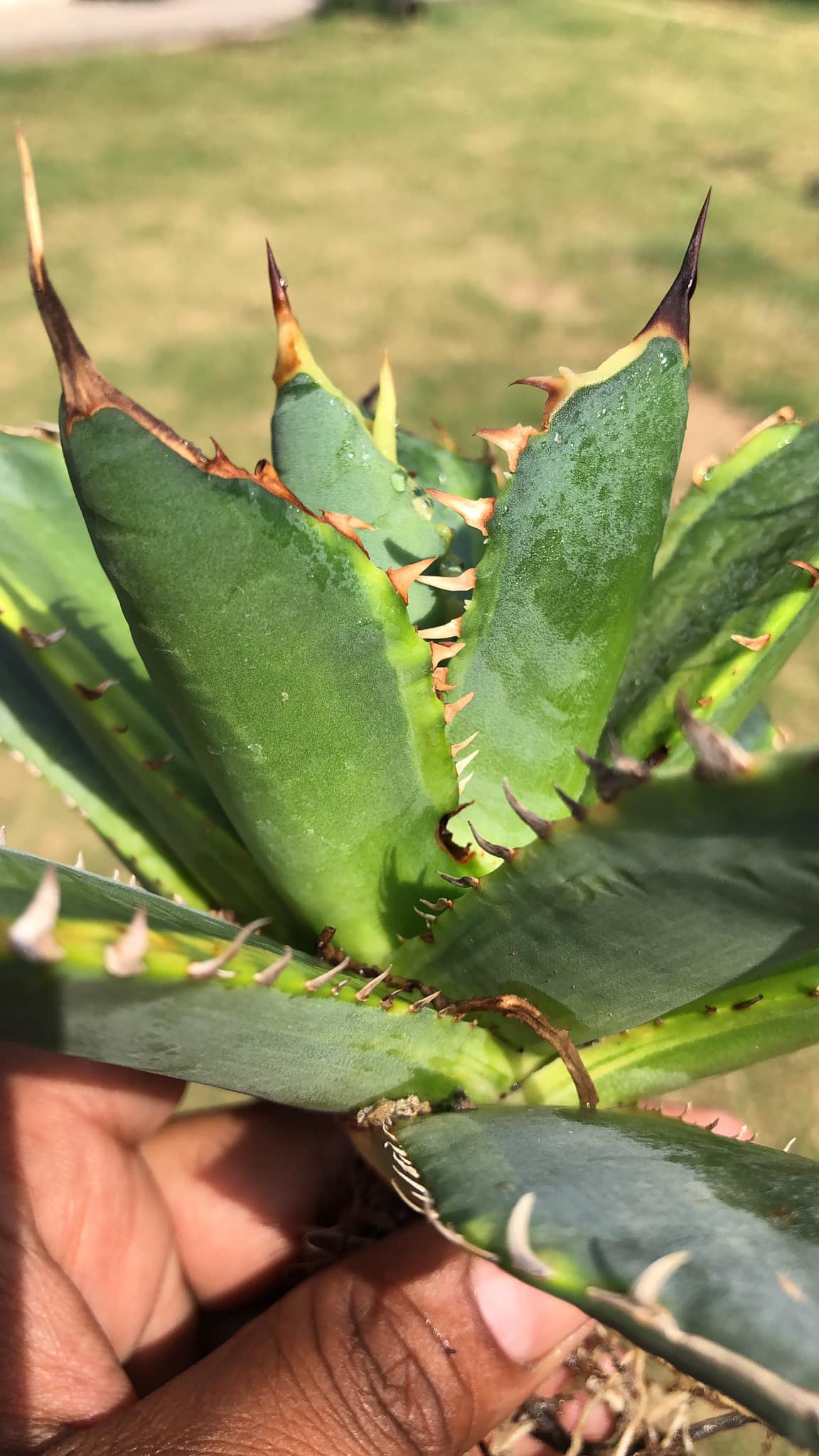 AGAVE BANANA PEEL LARGE PLANT