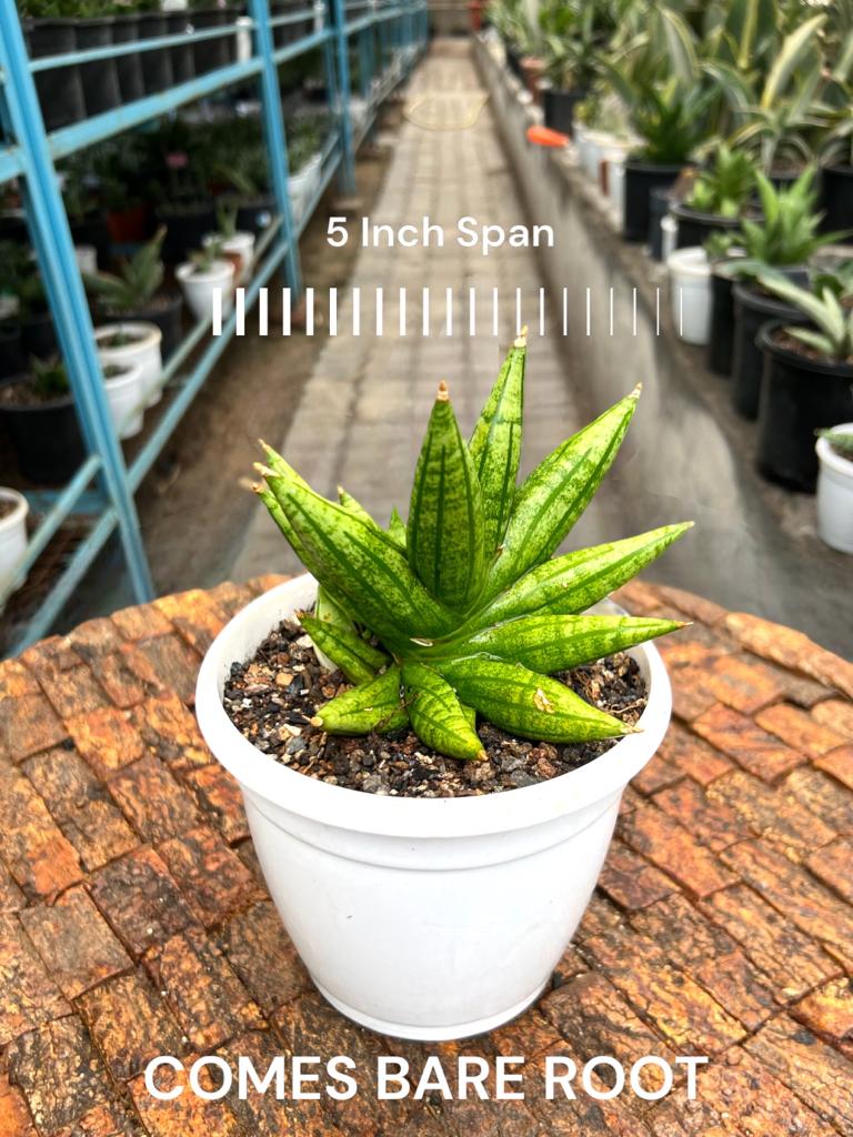 Sansevieria Ming Manee