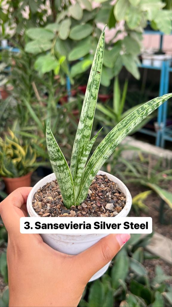 Sansevieria Combo #54 (Six Plants)