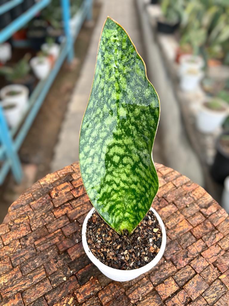 Sansevieria Whale fin Green (Single Leaf)
