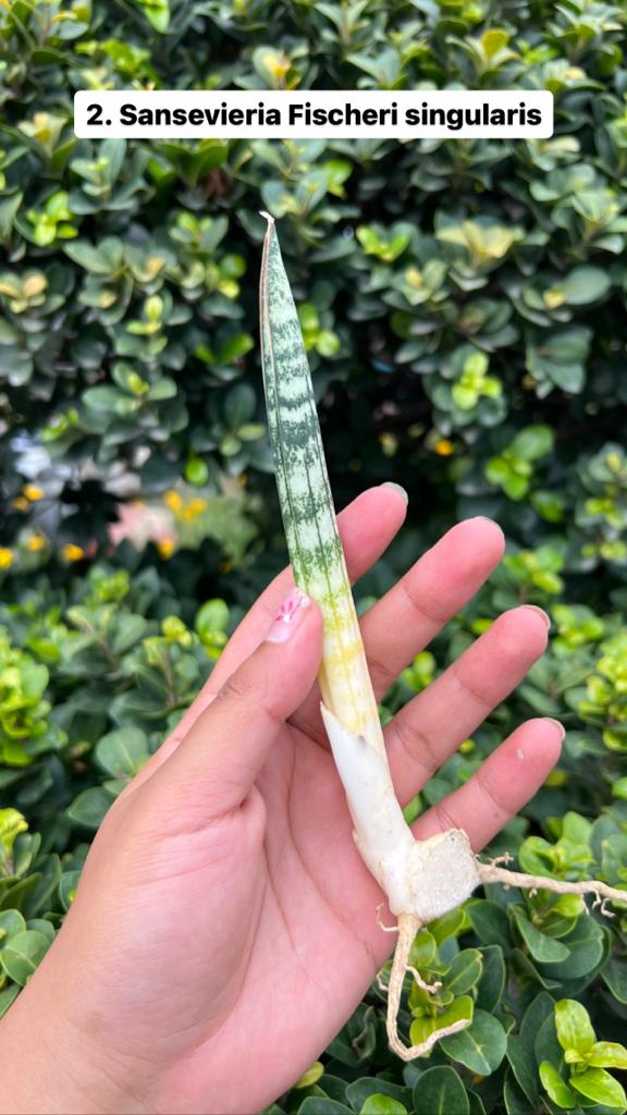 Sansevieria Combo Offer Of 6 (H)