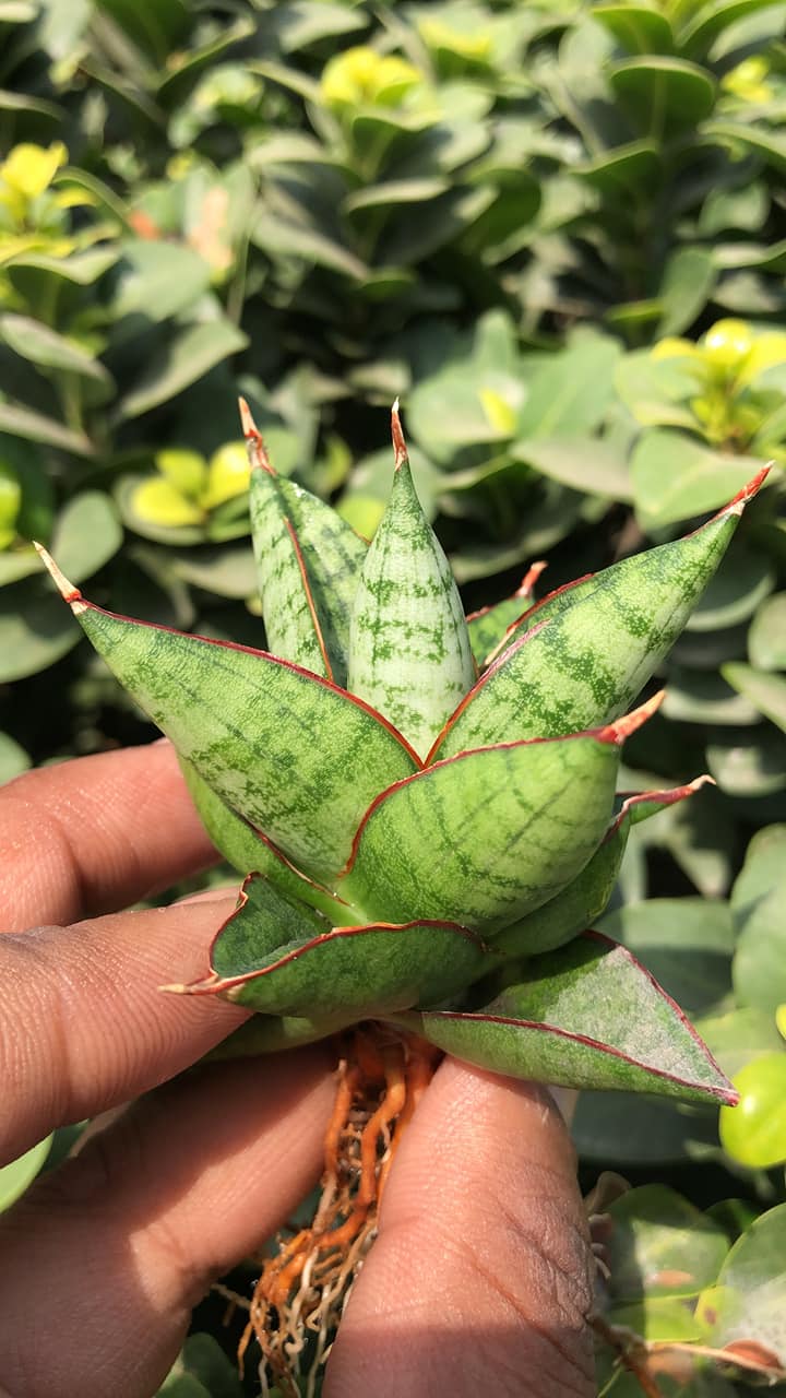 Sansevieria JULEHA