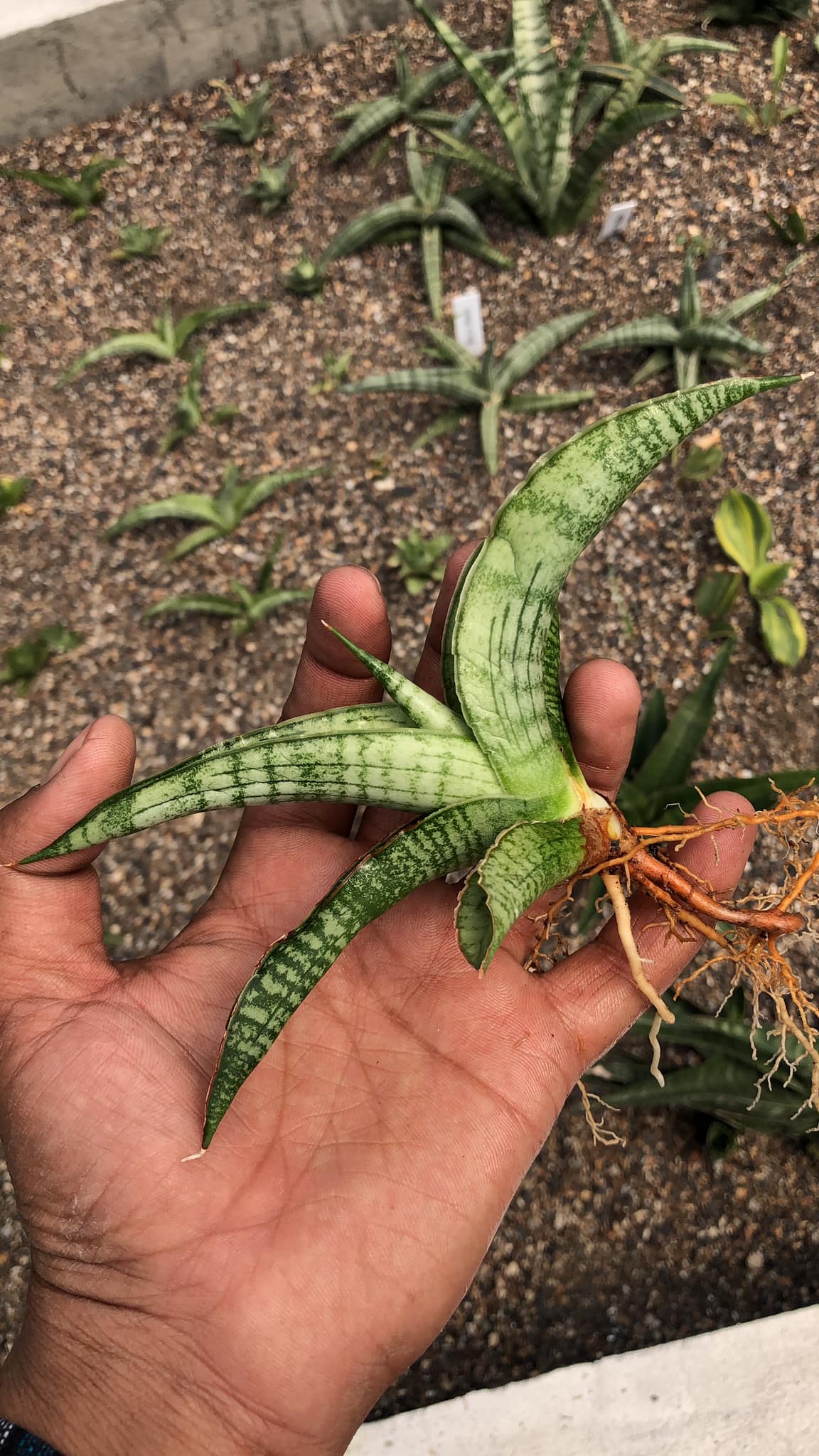 Sansevieria Silver Sulfer