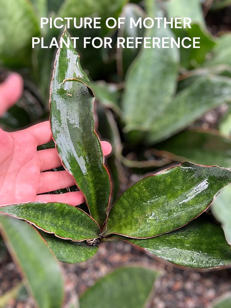 Sansevieria Subspicata